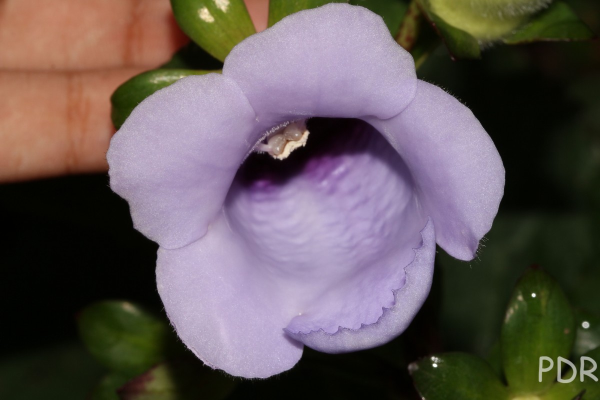 Gloxinia perennis (L.) Druce